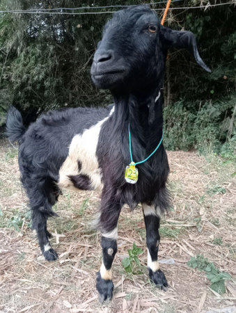 Goat with identification tag in grass; suitable for farm, agriculture, livestock, animal tracking, rural themes, and sustainable farming concepts.の写真素材