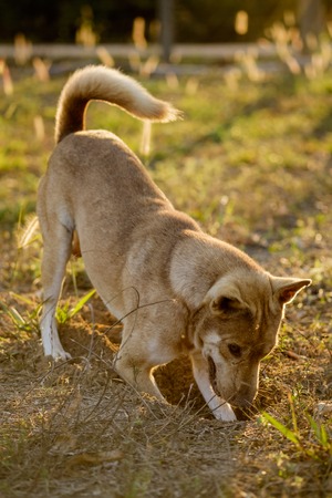 dog digging the groundの写真素材