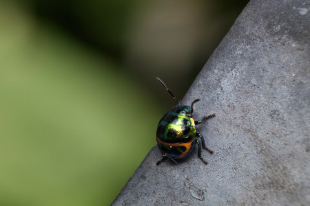 beautiful and colorful ladybug