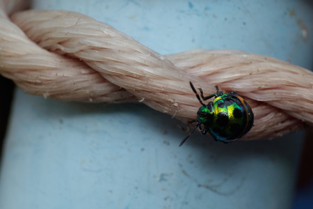 beautiful and colorful ladybug