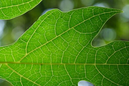 papaya leafの写真素材