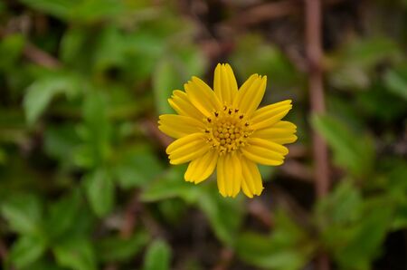 Yellow flower with green background 