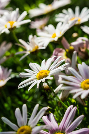 daisy in flower festival at chiangrai Thailand.