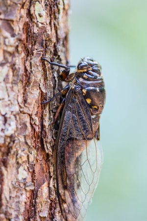 Cicada at waterfall in chiangrai thailand.の写真素材