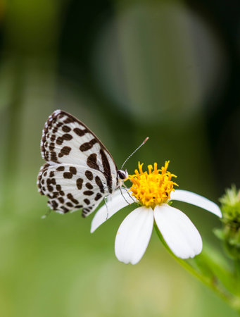 Butterfly on a flower