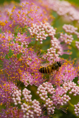 american beautyberry flowers