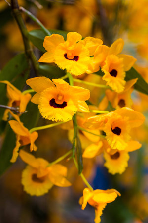 Beautiful yellow orchid flowersの写真素材