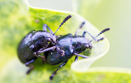 sex of insectの写真素材