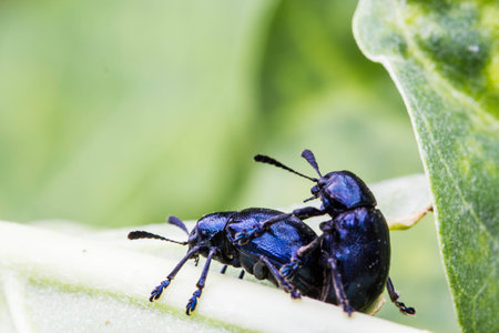 sex of insectの写真素材