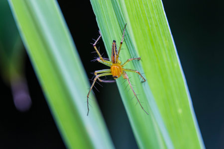 Jumping Spider  A close up of a jumping spider の写真素材