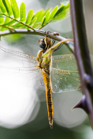 Dragonfly on a background of green grass sitting on a branch