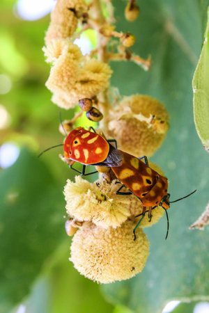 sex  of shield bugs
