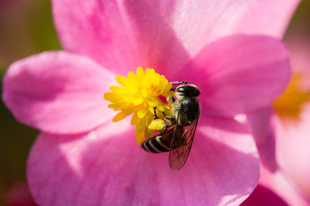 little bee on pink begoniaの写真素材