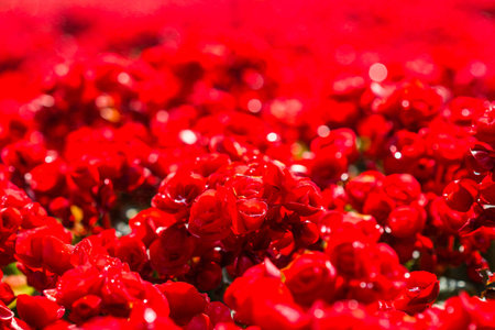 Red big begonia in gardenの写真素材