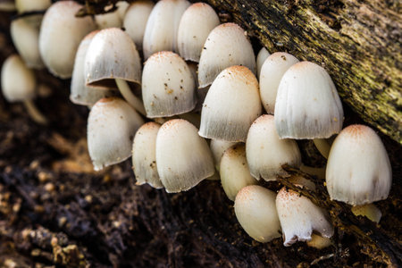 a group of white mushrooms growing in the old tree