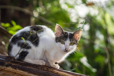 Little cat on banana treeの写真素材