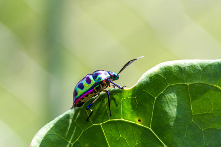 Lychee Shield Bug (Chrysocoris stolli, Scutelleridae)の写真素材