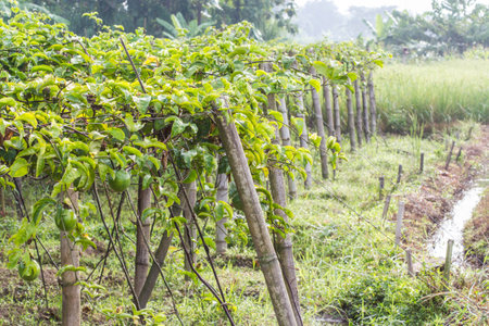 Passion fruit in the gardenの写真素材