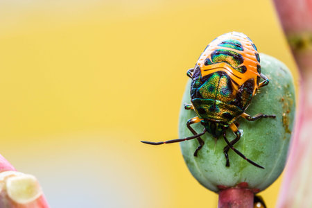 Lychee Shield Bugの写真素材