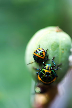 Lychee Shield Bug