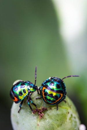 Lychee Shield Bugの写真素材