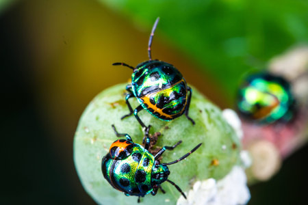 Lychee Shield Bugの写真素材