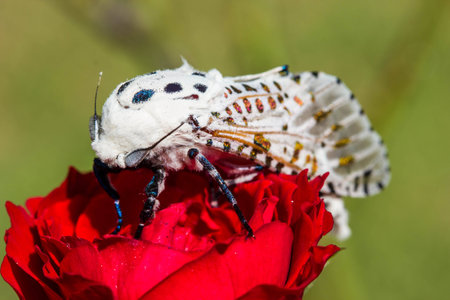 Close- up view of a Giant Leopard Moth (Hypercompe scribonia) on red roseの写真素材