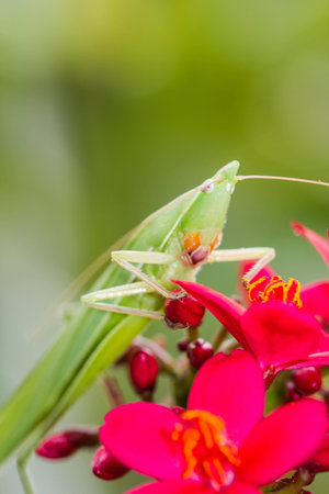 Long-Headed Grasshopper on leafの写真素材