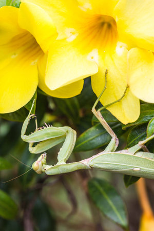 Praying mantis (Mantis religiosa) on a leafの写真素材