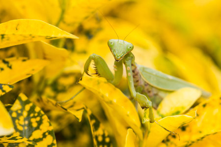 Praying mantis (Mantis religiosa) on a leafの写真素材
