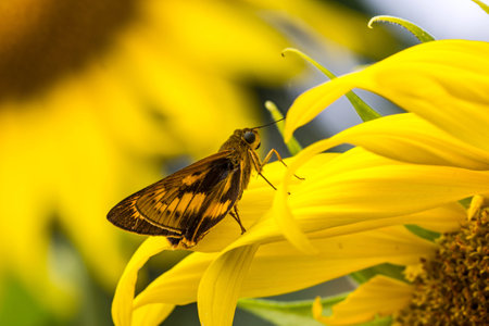 Bush Hopper Butterfly (Hesperiidae: Ampittia dioscorides) on sunflower