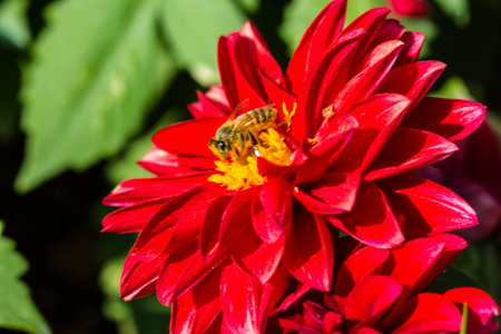 Colorful dahlia flower redの写真素材