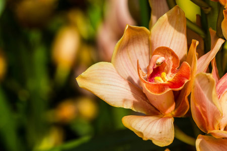 Beautiful orange orchid flowersの写真素材