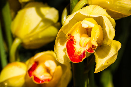 Beautiful yellow orchid flowers