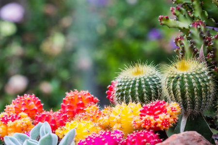 all cactusの写真素材