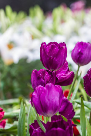 pink tulipsの写真素材