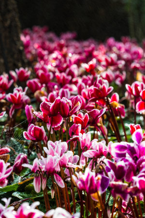 Red Cyclamenの写真素材