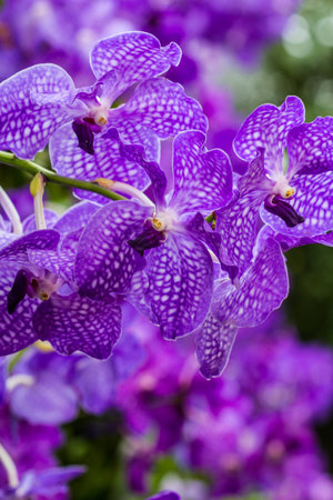 purple orchidの写真素材