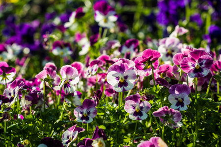 color pancy flowerの写真素材