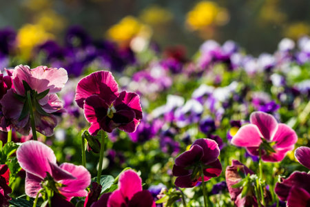 color pancy flowerの写真素材