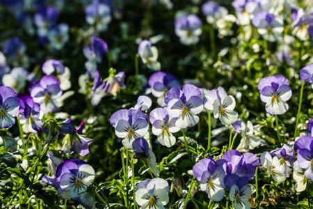 color pancy flowerの写真素材