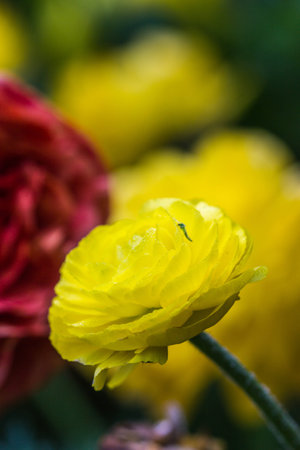 yellow Persian Buttercup Flower (Ranunculus asiaticus)の写真素材