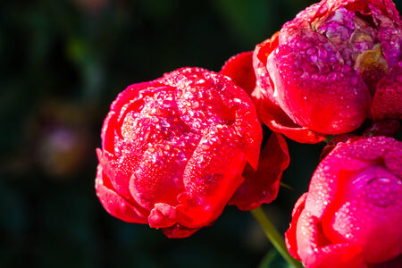 red rose with dewの写真素材