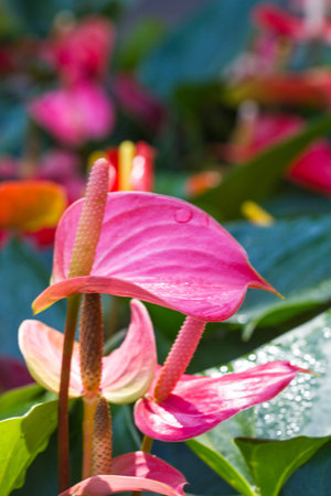 flamingo lilyの写真素材