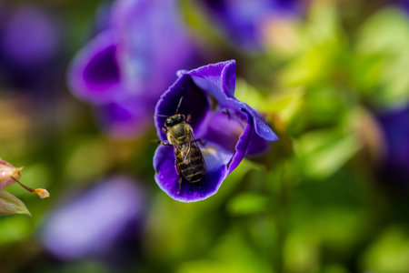 little bee on flowerの写真素材