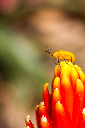Little Orange Beetle