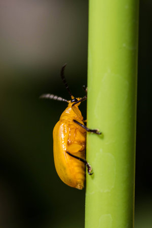 Little Orange Beetle