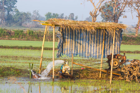 Pump ground water for field riceの写真素材