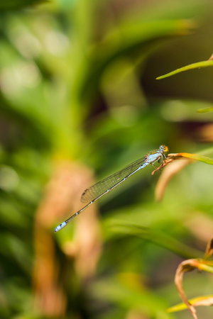 Damsel Flies