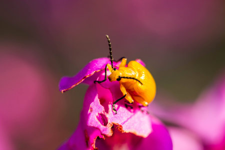 Little Orange Beetleの写真素材